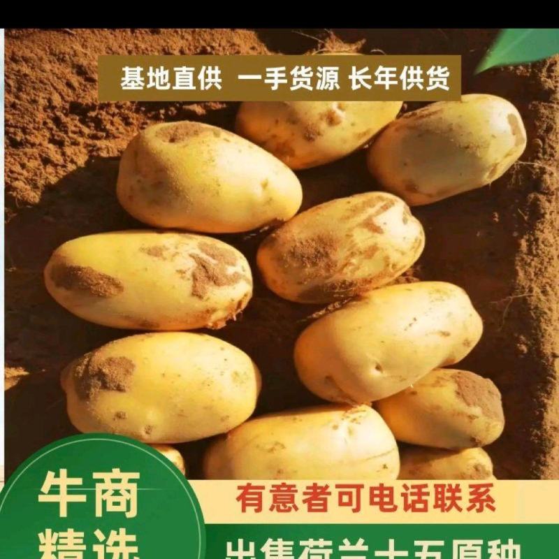 【精品】内蒙荷兰十五土豆种子，荷兰806种子，荷兰七种子