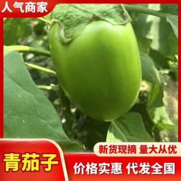 河南扶沟青茄子大量上市产地看货论价，支持视频看货