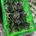 鲜平菇