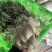 鲜平菇