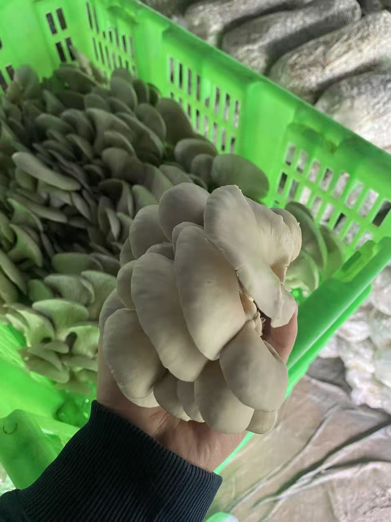 鲜平菇