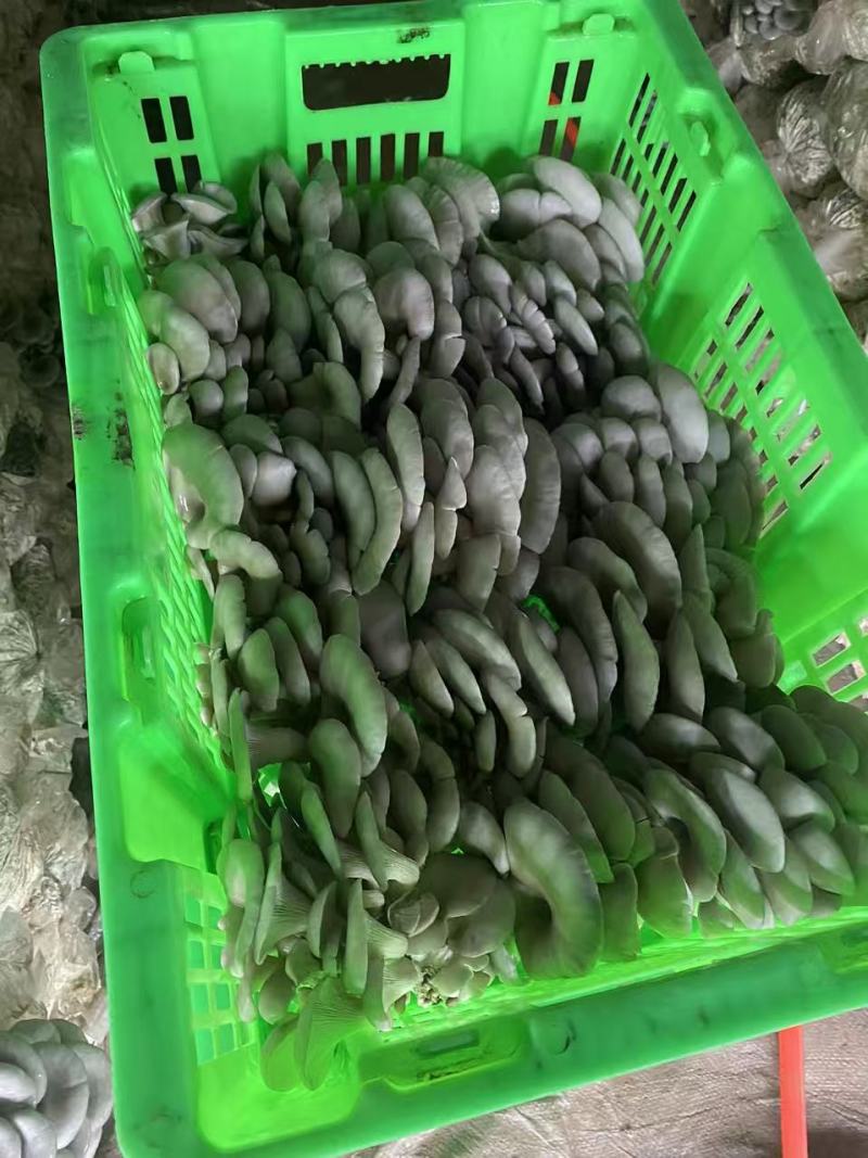 鲜平菇