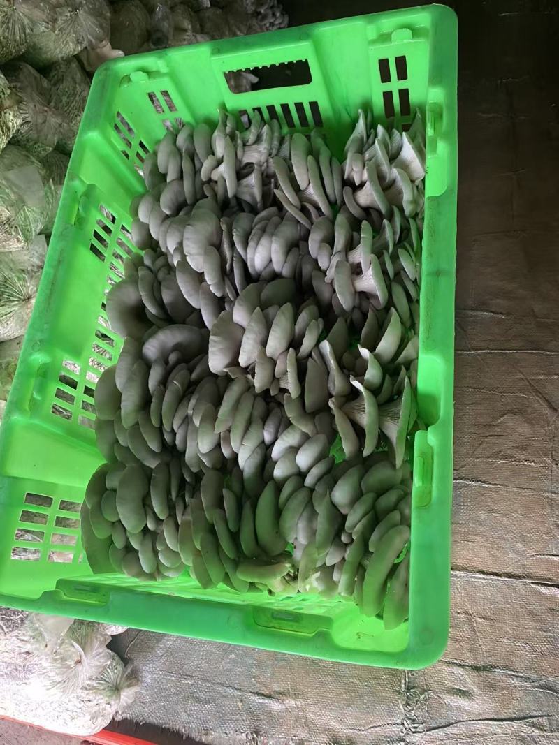 鲜平菇