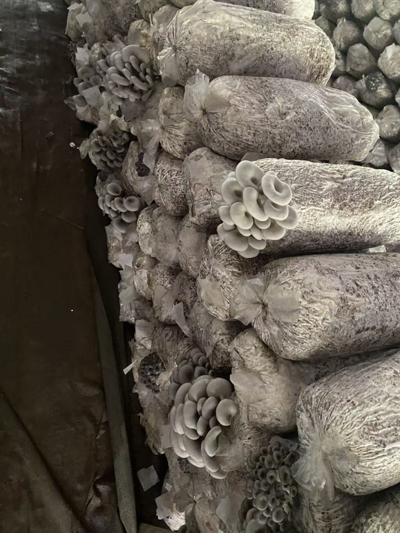 鲜平菇
