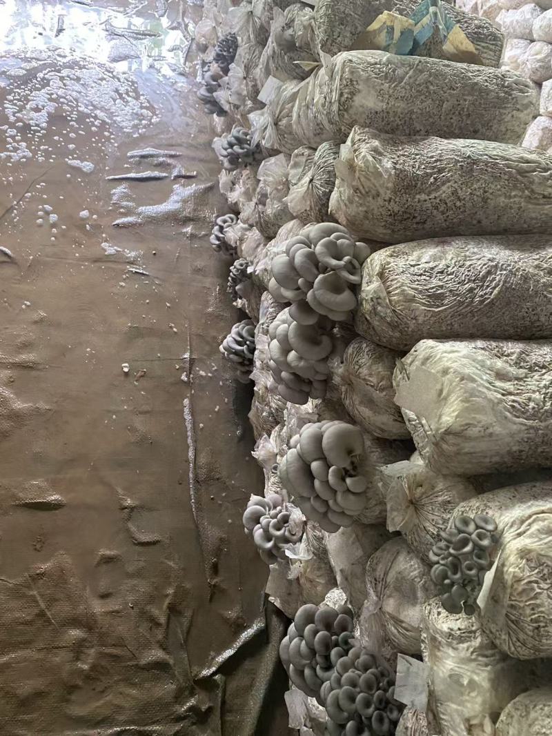 鲜平菇