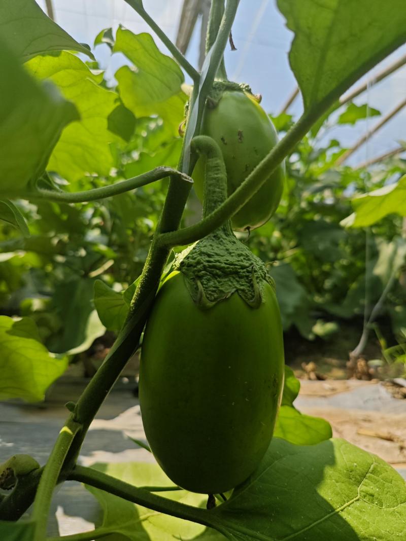 青茄子万亩大棚蔬菜精品茄子现摘现发保质保量