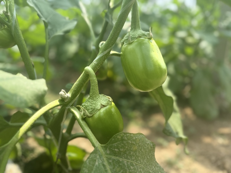 青茄子万亩大棚蔬菜精品茄子现摘现发保质保量