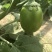 青茄子万亩大棚蔬菜精品茄子现摘现发保质保量