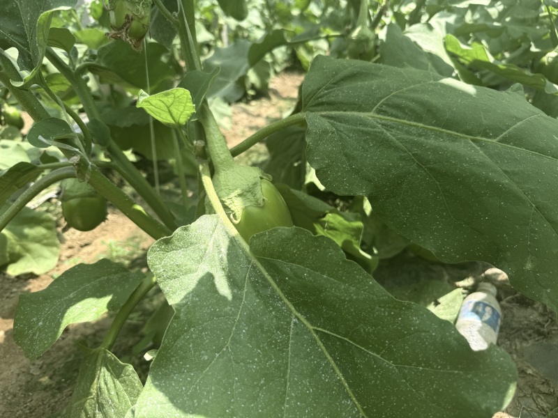 青茄子万亩大棚蔬菜精品茄子现摘现发保质保量