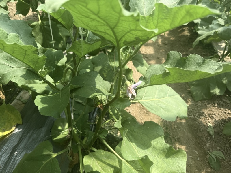 青茄子万亩大棚蔬菜精品茄子现摘现发保质保量