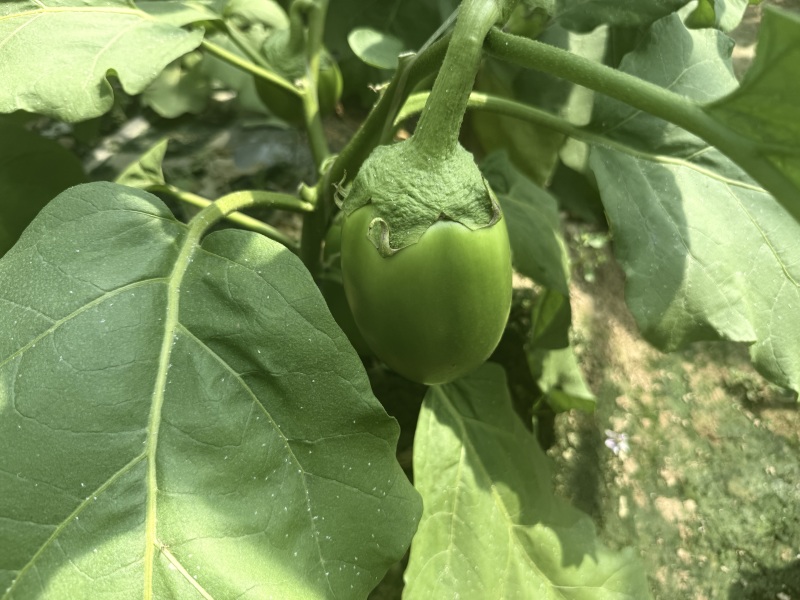 青茄子万亩大棚蔬菜精品茄子现摘现发保质保量