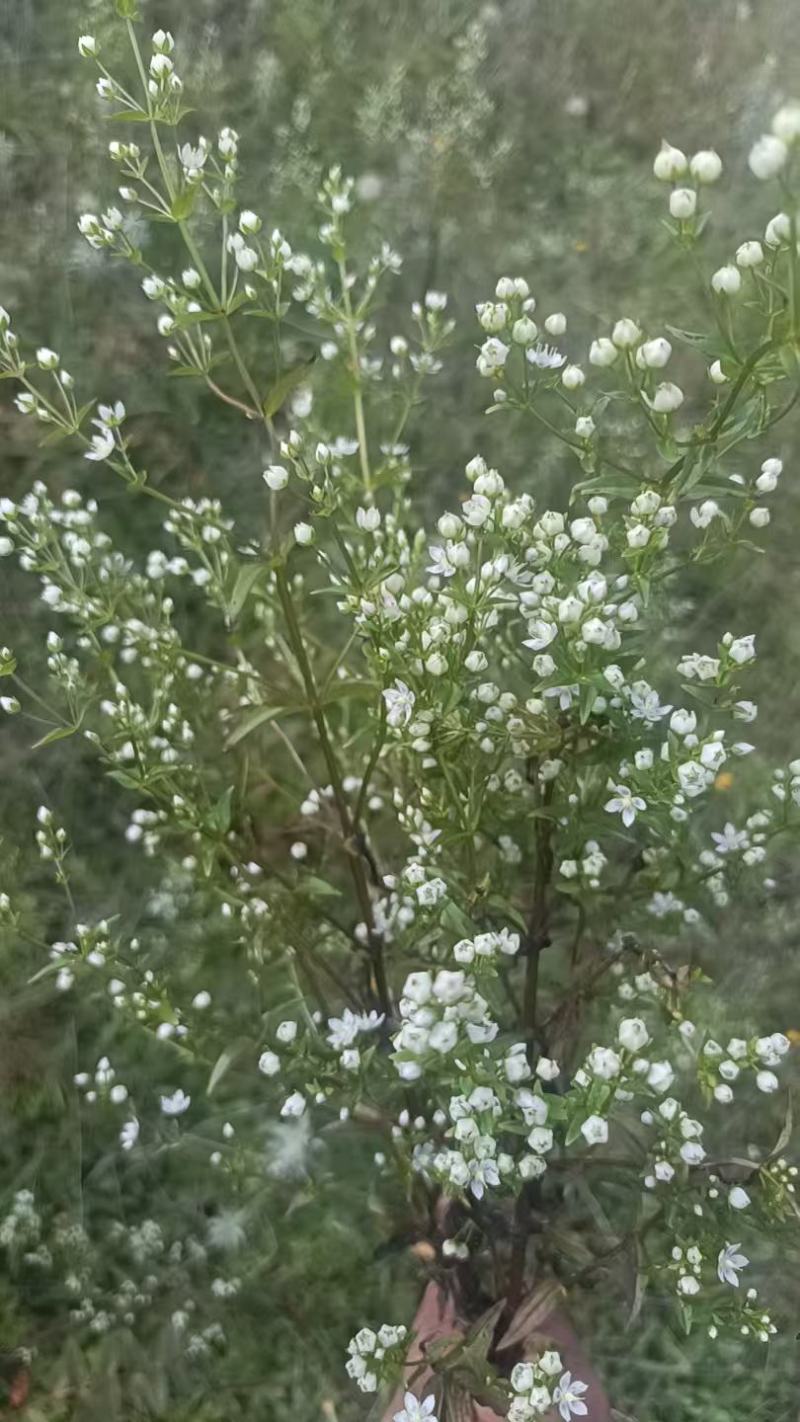 云南野生无硫青叶胆青鱼胆小青鱼胆瘴芽菜大货批发