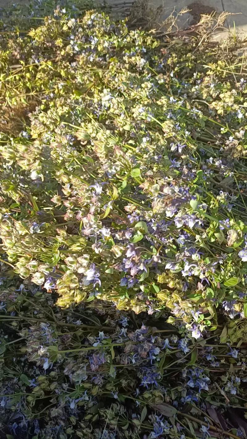 云南野生无硫青叶胆青鱼胆小青鱼胆瘴芽菜大货批发