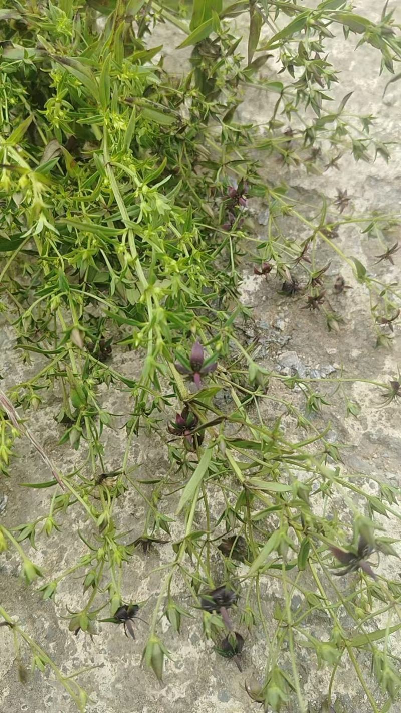 云南野生无硫青叶胆青鱼胆小青鱼胆瘴芽菜大货批发