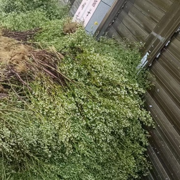 云南野生无硫青叶胆青鱼胆小青鱼胆瘴芽菜大货批发