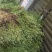 云南野生无硫青叶胆青鱼胆小青鱼胆瘴芽菜大货批发
