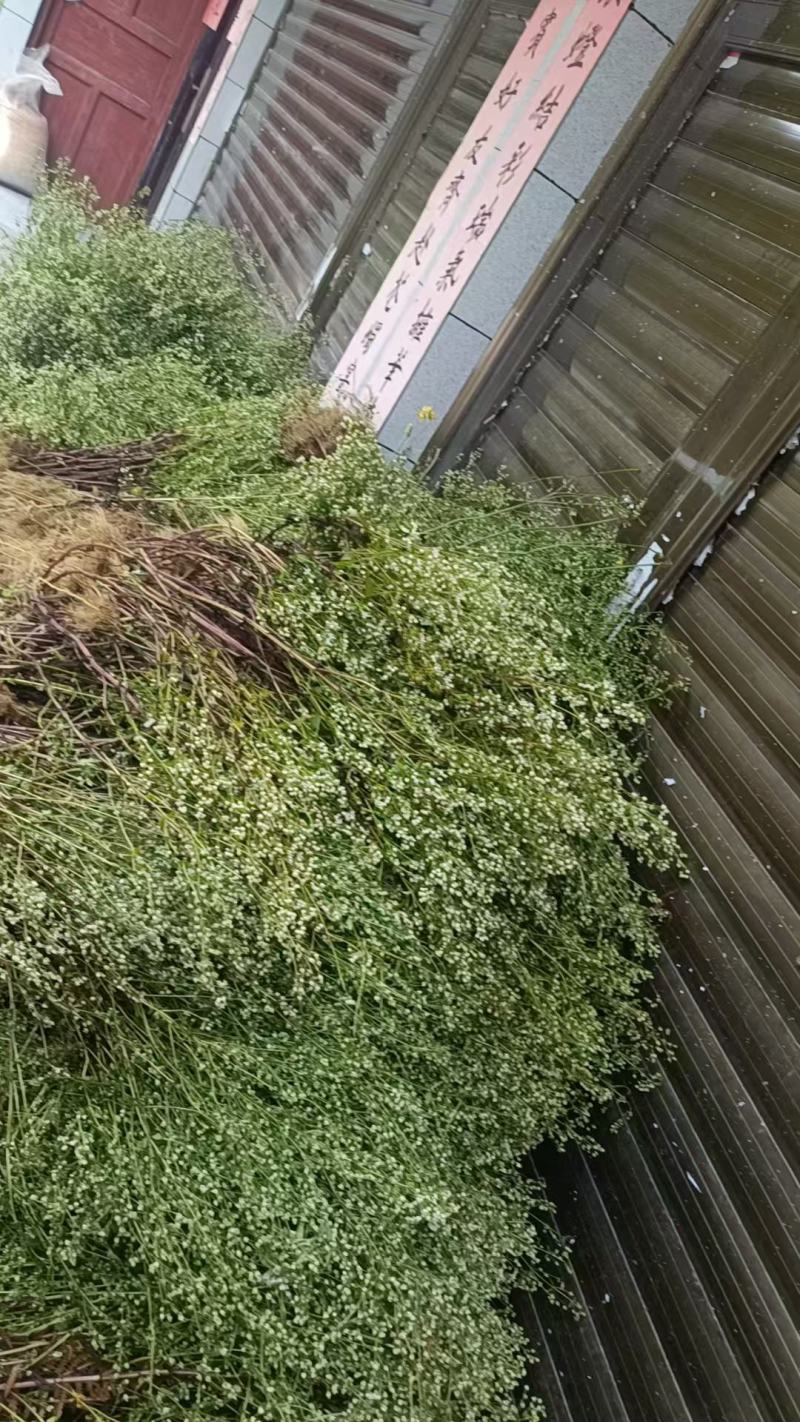 云南野生无硫青叶胆青鱼胆小青鱼胆瘴芽菜大货批发