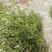 云南野生无硫青叶胆青鱼胆小青鱼胆瘴芽菜大货批发
