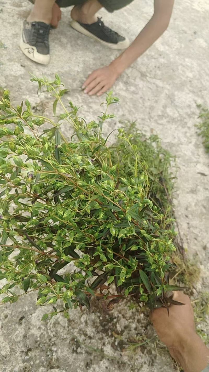 云南野生无硫青叶胆青鱼胆小青鱼胆瘴芽菜大货批发