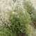 云南野生无硫青叶胆青鱼胆小青鱼胆瘴芽菜大货批发