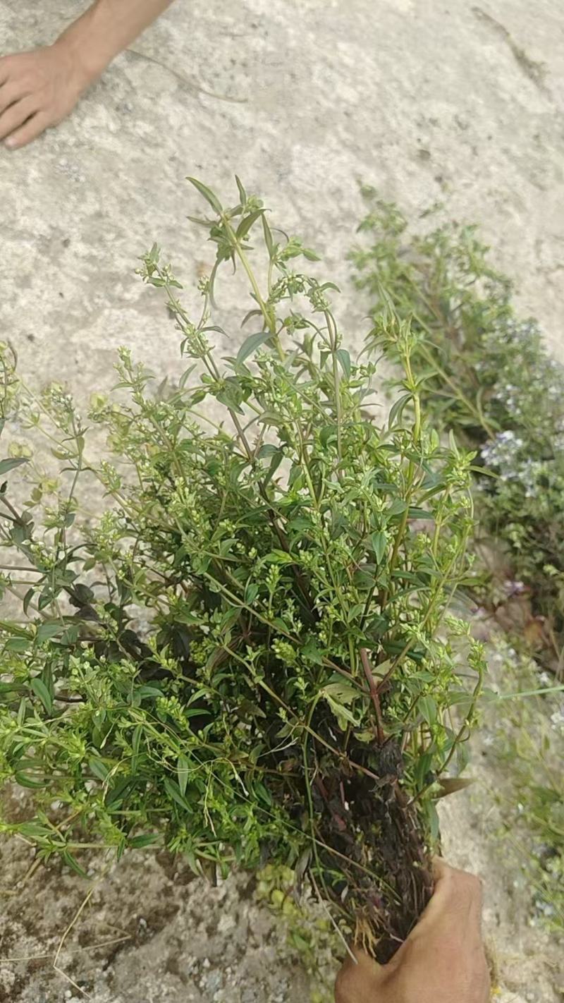 云南野生无硫青叶胆青鱼胆小青鱼胆瘴芽菜大货批发