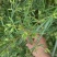 云南野生无硫青叶胆青鱼胆小青鱼胆瘴芽菜大货批发