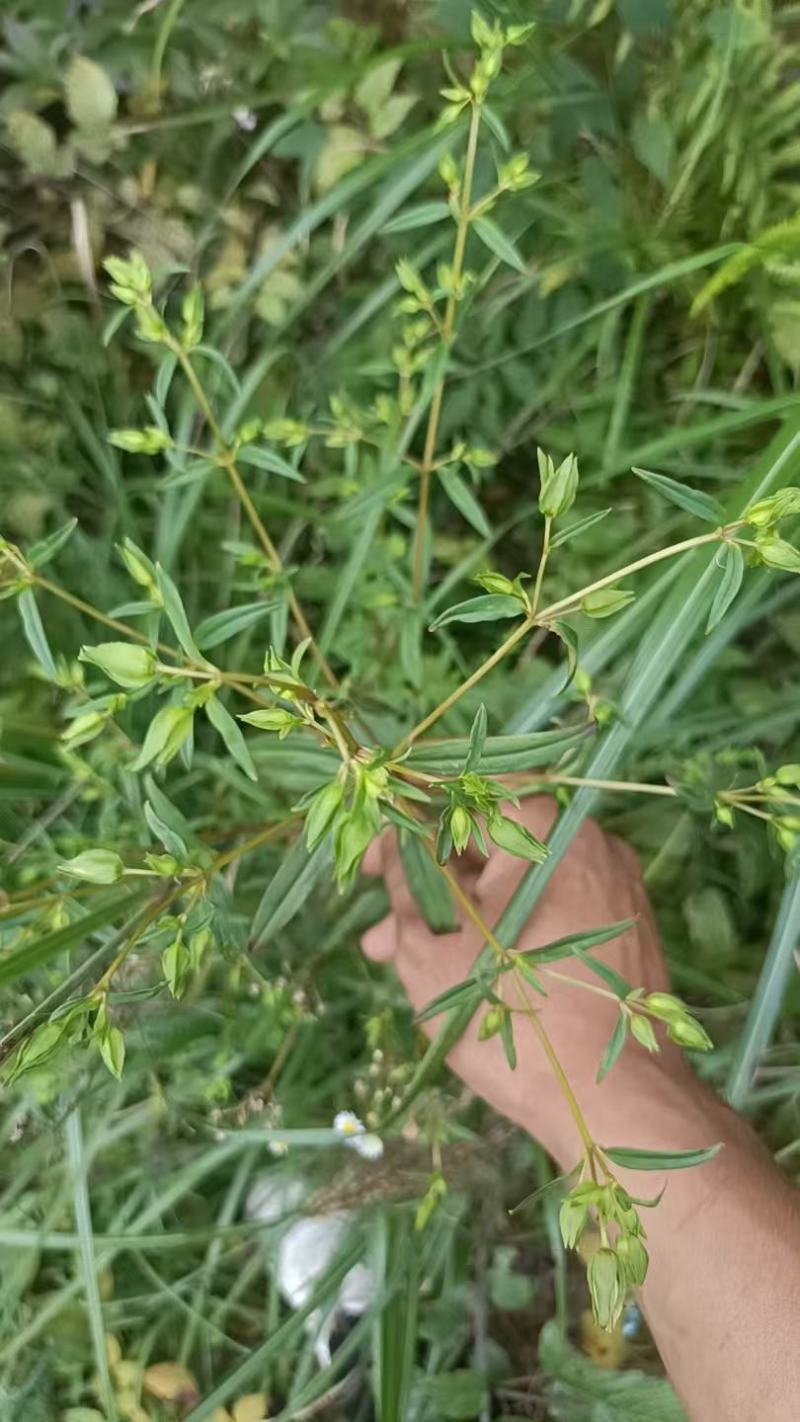 云南野生无硫青叶胆青鱼胆小青鱼胆瘴芽菜大货批发