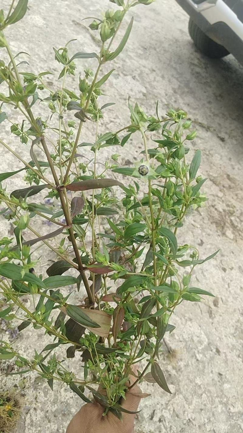 云南野生无硫青叶胆青鱼胆小青鱼胆瘴芽菜大货批发