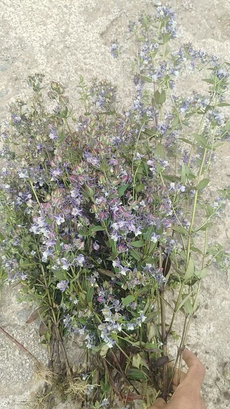 云南野生无硫青叶胆青鱼胆小青鱼胆瘴芽菜大货批发