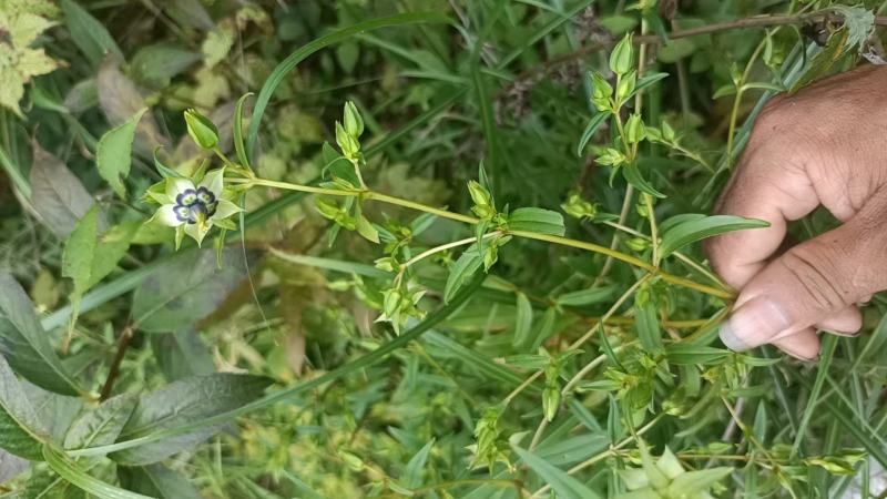 云南野生无硫青叶胆青鱼胆小青鱼胆瘴芽菜大货批发