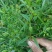 云南野生无硫青叶胆青鱼胆小青鱼胆瘴芽菜大货批发