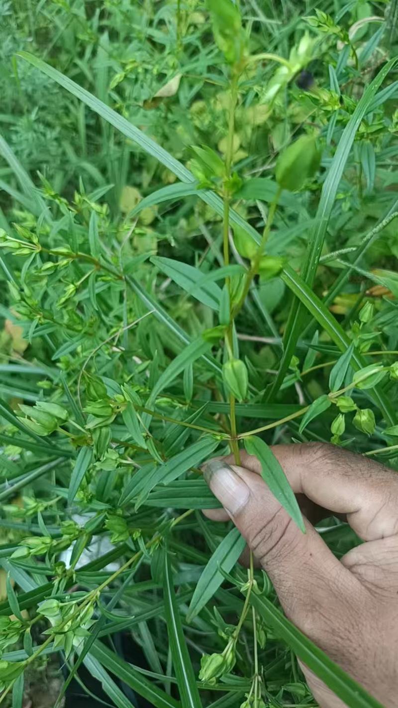 云南野生无硫青叶胆青鱼胆小青鱼胆瘴芽菜大货批发