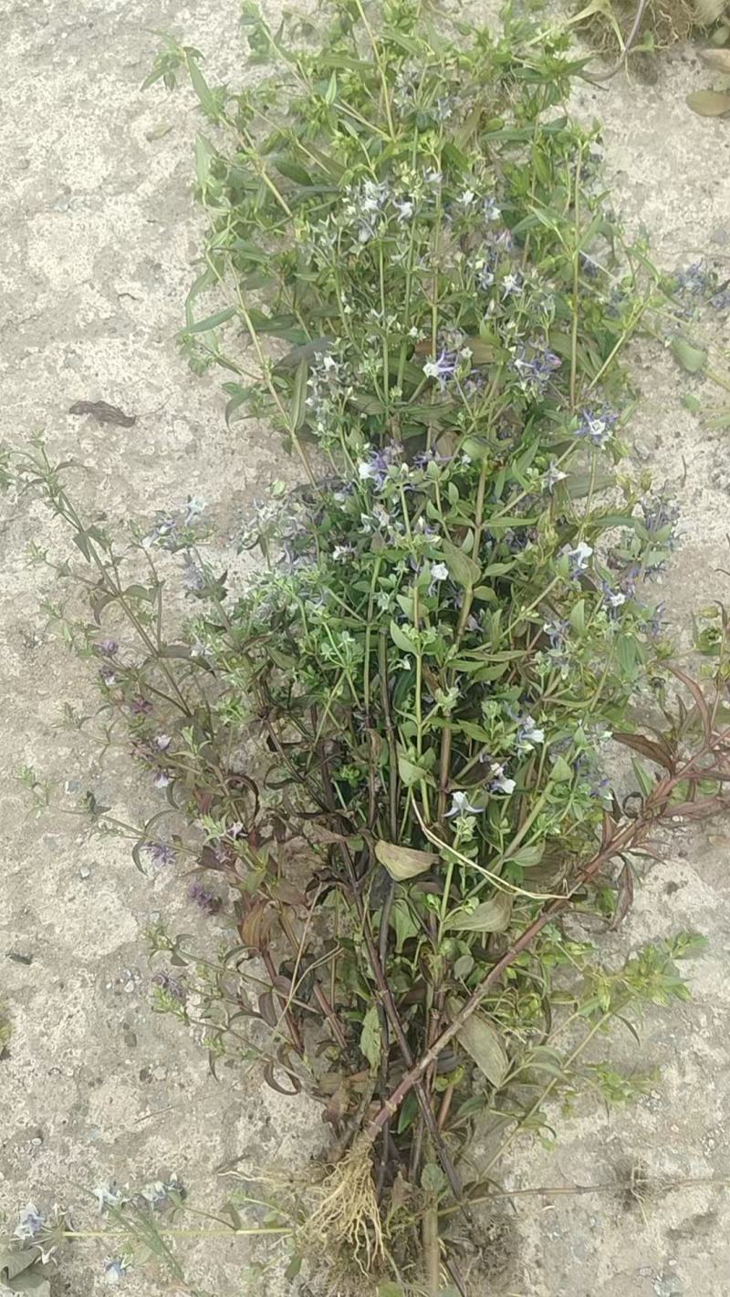 云南野生无硫青叶胆青鱼胆小青鱼胆瘴芽菜大货批发