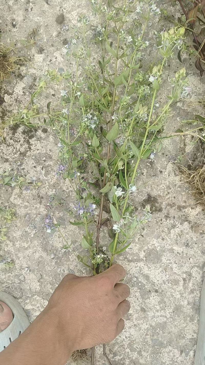 云南野生无硫青叶胆青鱼胆小青鱼胆瘴芽菜大货批发