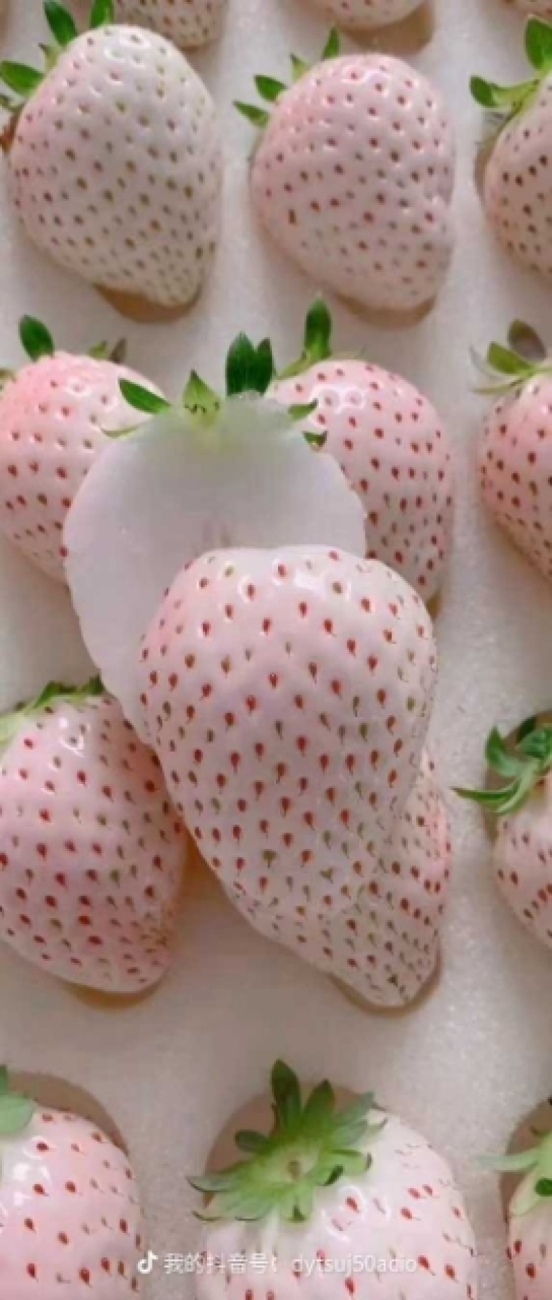 梦系列白草莓苗，穴盘苗，裸根苗大量有货，无病害，成活率高