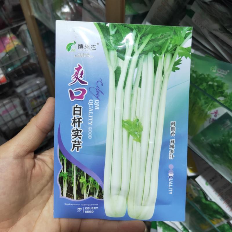 芹菜种子白杆实芹种子嫩脆耐热耐寒盆栽春秋蔬菜种子