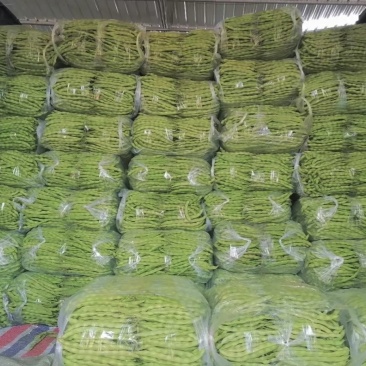 四季豆大青豆芸豆棒豆新苗上市产地直供！