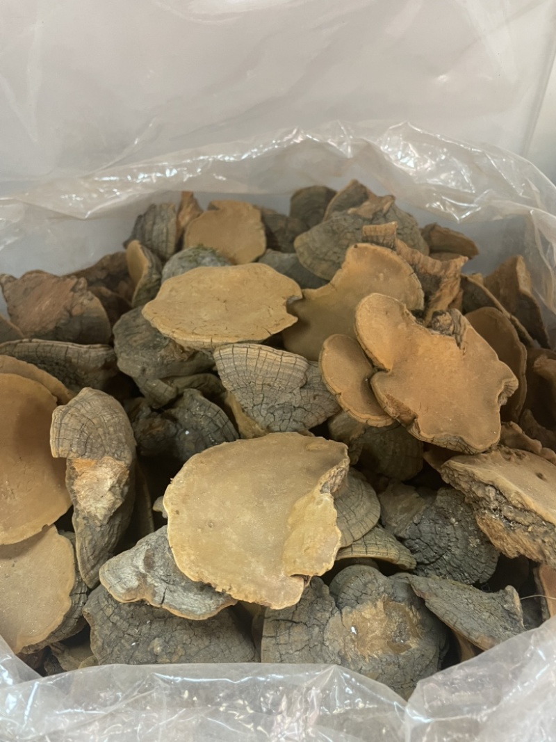 桑黄爆马丁桑黄肉质黄产地直销批发零售全国发货