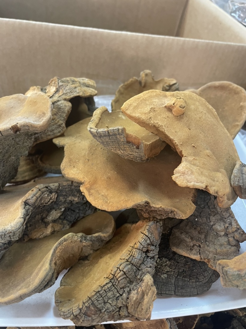 桑黄爆马丁桑黄肉质黄产地直销批发零售全国发货