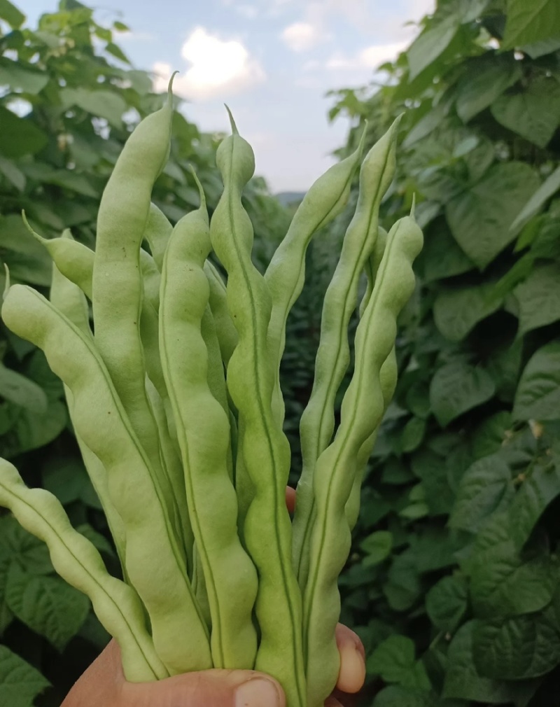 四季豆大青豆芸豆棒豆新苗上市产地直供！