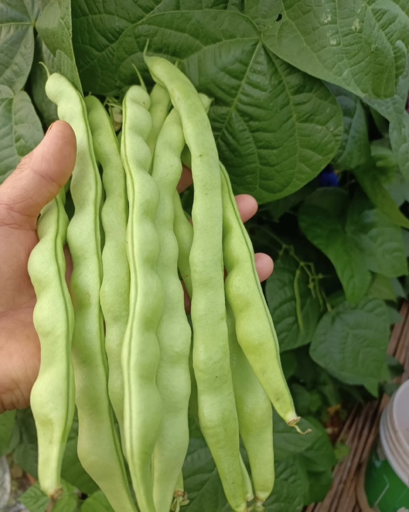 四季豆大青豆芸豆棒豆新苗上市产地直供！