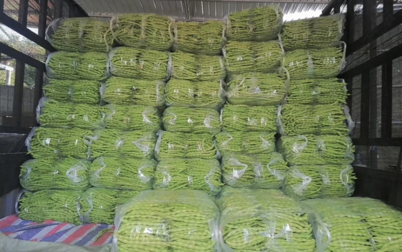 四季豆大青豆芸豆棒豆新苗上市产地直供！