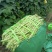 四季豆大青豆芸豆棒豆新苗上市产地直供！