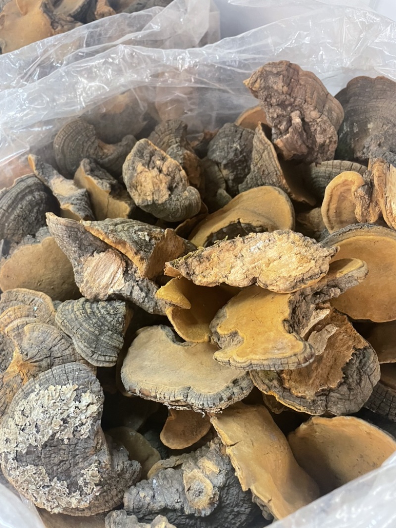 桑黄爆马丁桑黄肉质黄产地直销批发零售全国发货