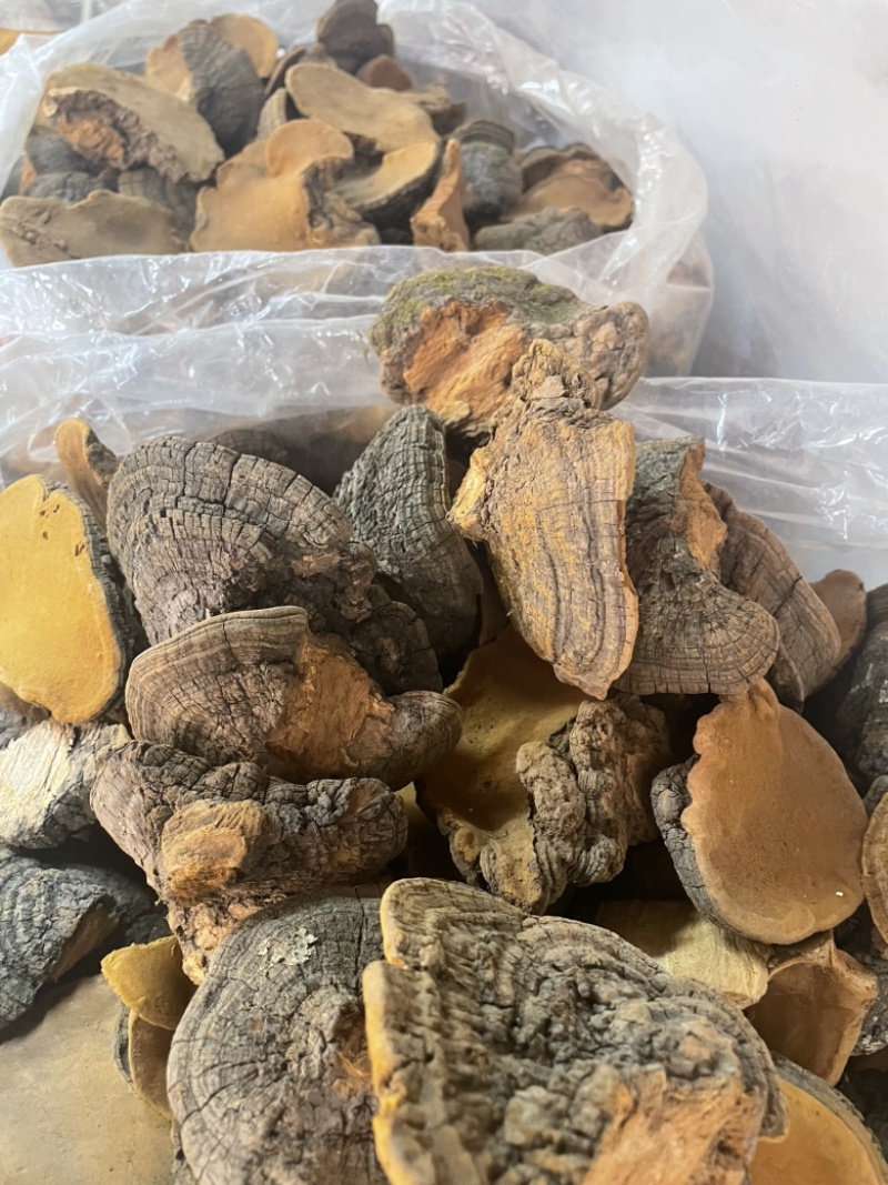 桑黄爆马丁桑黄肉质黄产地直销批发零售全国发货