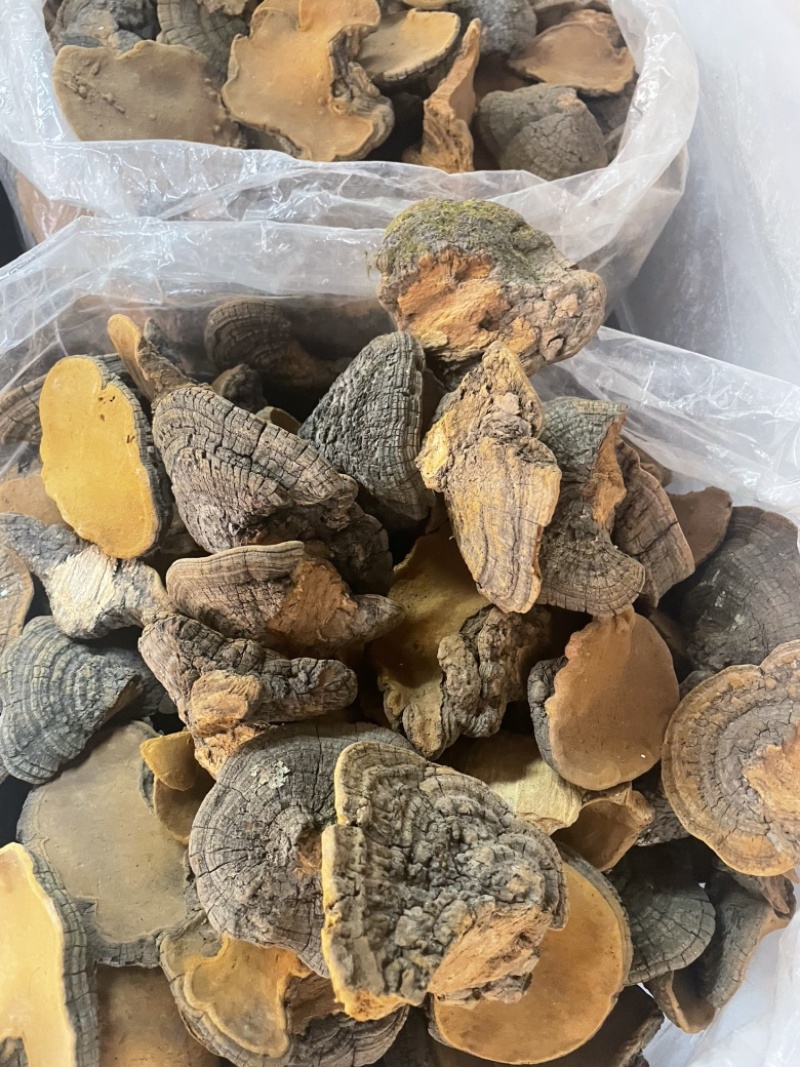 桑黄爆马丁桑黄肉质黄产地直销批发零售全国发货