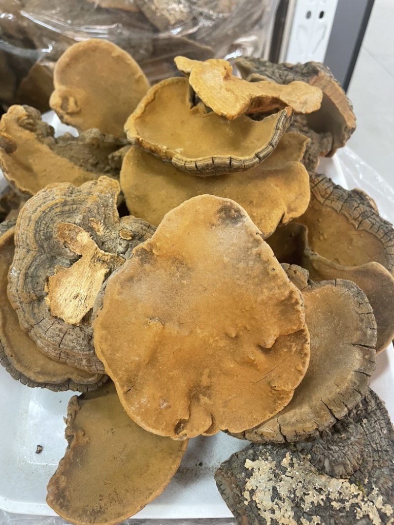 桑黄爆马丁桑黄肉质黄产地直销批发零售全国发货