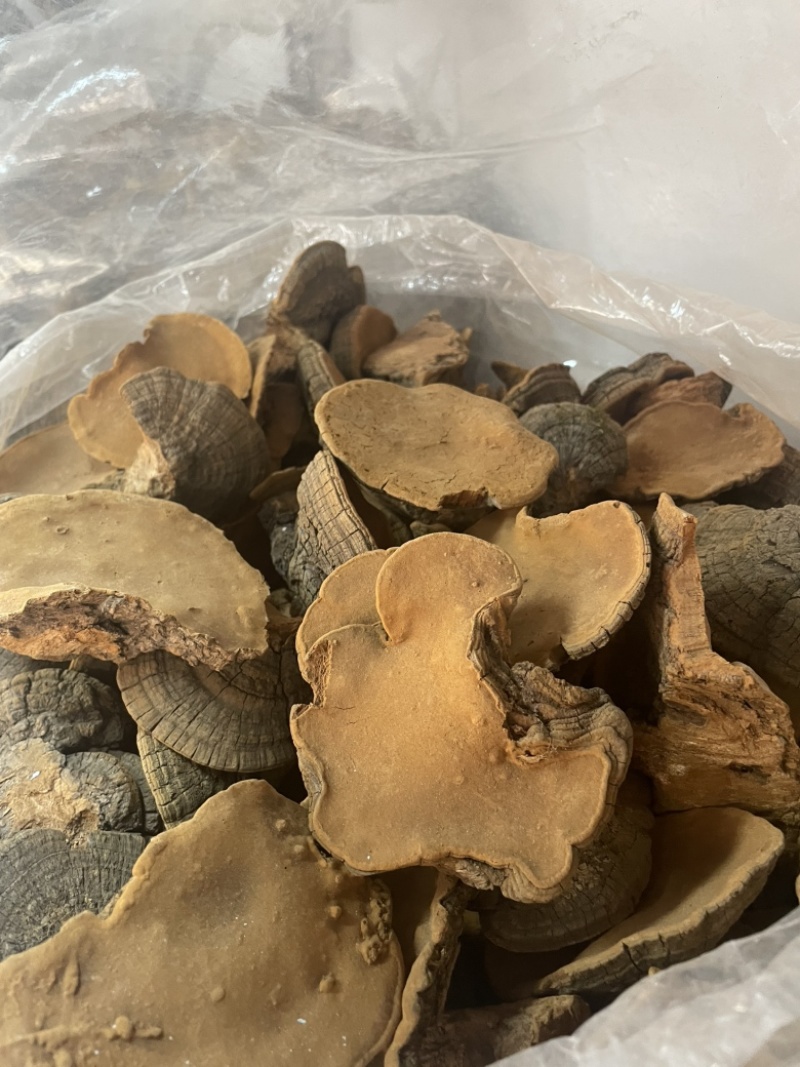 桑黄爆马丁桑黄肉质黄产地直销批发零售全国发货