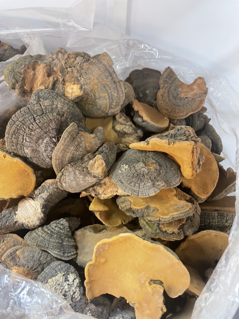 桑黄爆马丁桑黄肉质黄产地直销批发零售全国发货