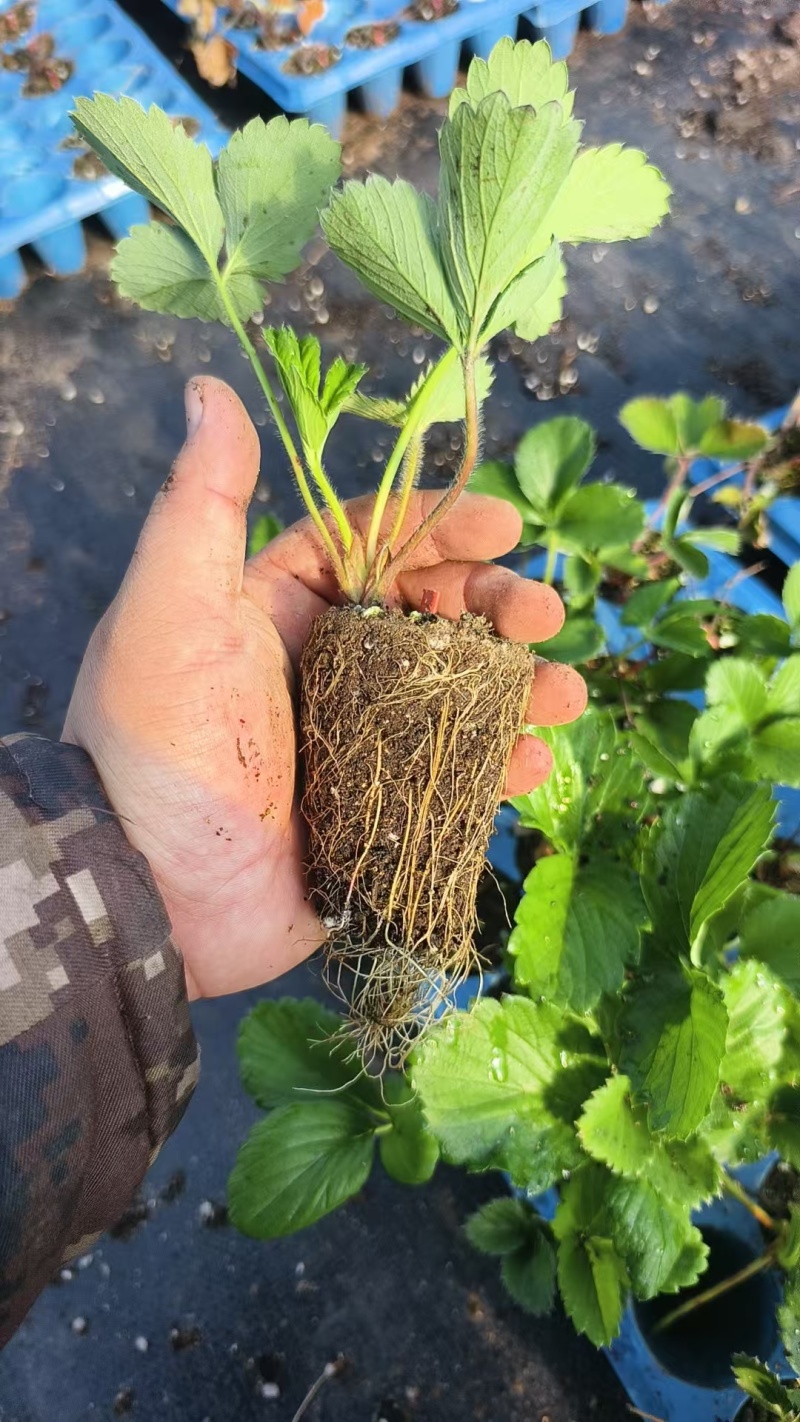 白草莓系列草莓苗，建德白露，梦之莹，梦之瑶，抗病力强，